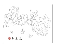 玉兰花图片