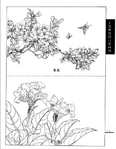 工笔画线描百花画谱 梨花图片