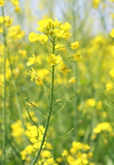 油菜花图片