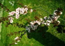 树枝 鲜花 花朵图片