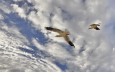 空中海鸥图片
