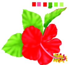 夏威夷花朵图片