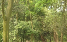 麻州景观树图片