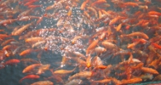 千岛湖的野生鱼图片