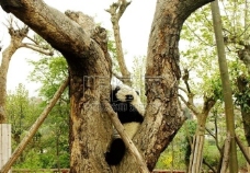 爬树的熊猫图片