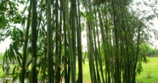 竹子树图片
