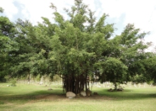 三亚菩提树图片