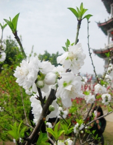 高清野外白色桃花风景特写图片