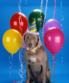 家犬狗生日帽气球图片