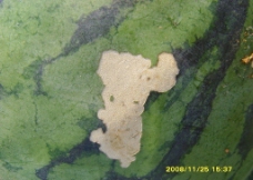 西瓜棉铃虫和斑潜蝇危害图片
