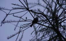 枝头的小鸟图片