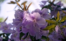淡紫色花树图片