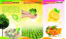 橙汁海报食品折页彩页图片