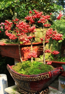 红子树图片