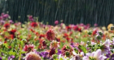 雨中的花海图片