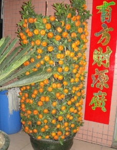 橘树图片