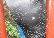雨后的蜘蛛网图片