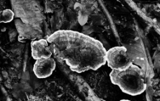 野生菌类图片
