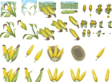健康饮食玉米合集图片