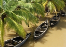 小船椰子树图片