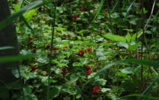 林间野草莓图片