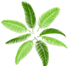 绿色叶子椰子树叶矢量图片