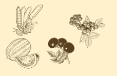 豌豆植物装饰画图片