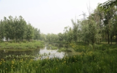 湿地一组照图片