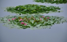 西溪湿地红莲图片