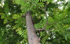 树木香椿树图片