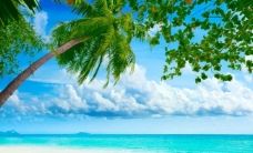 日系海洋沙滩椰子树图片