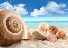 日系沙滩贝壳图片