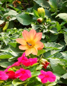 花恋图片免费下载,花恋设计素材大全,花恋模板下载