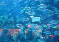 迪拜水族馆图片