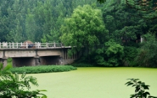 绿毯一样的湖图片