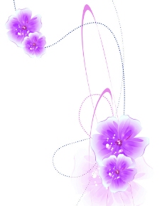 紫色花图片