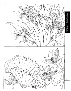 工笔画线描百花画谱 荷花图片