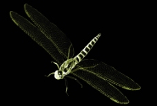 装饰画 透明蜻蜓图片