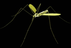 装饰画 透明蚊子图片