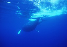 海中动物海洋动物鲸鱼海中鱼