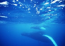 海中动物海洋动物鲸鱼海中鱼