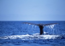 海中动物鲸鱼海中鲸海洋动物