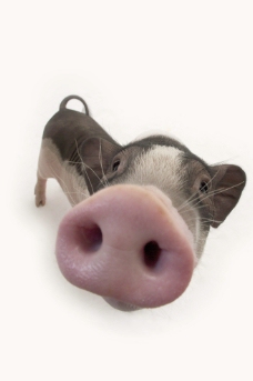 猪鼻子图片