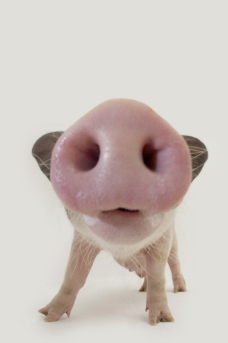 猪鼻子图片