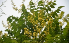 复羽叶栾树的花图片